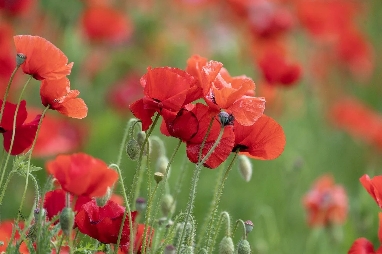 nature, red, poppies-8981289.jpg