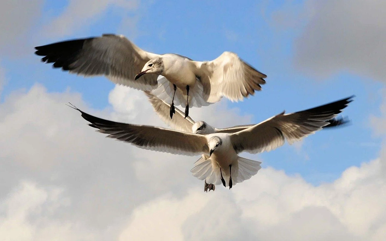 seagulls, birds, nature, flying, wildlife, animals, sky, clouds-9420935.jpg